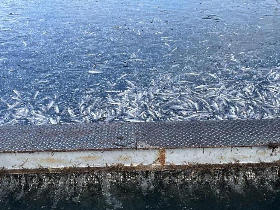 Тревожен сигнал за огромно количество умряла риба в карловското село Войнягово